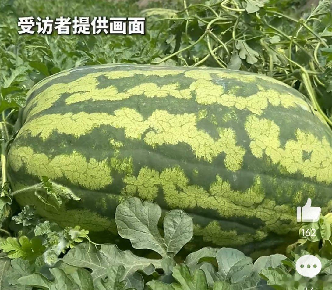 130斤的巨型西瓜曾拍卖到1.3万元120斤重的西瓜王1元起拍四个月精心培育出的