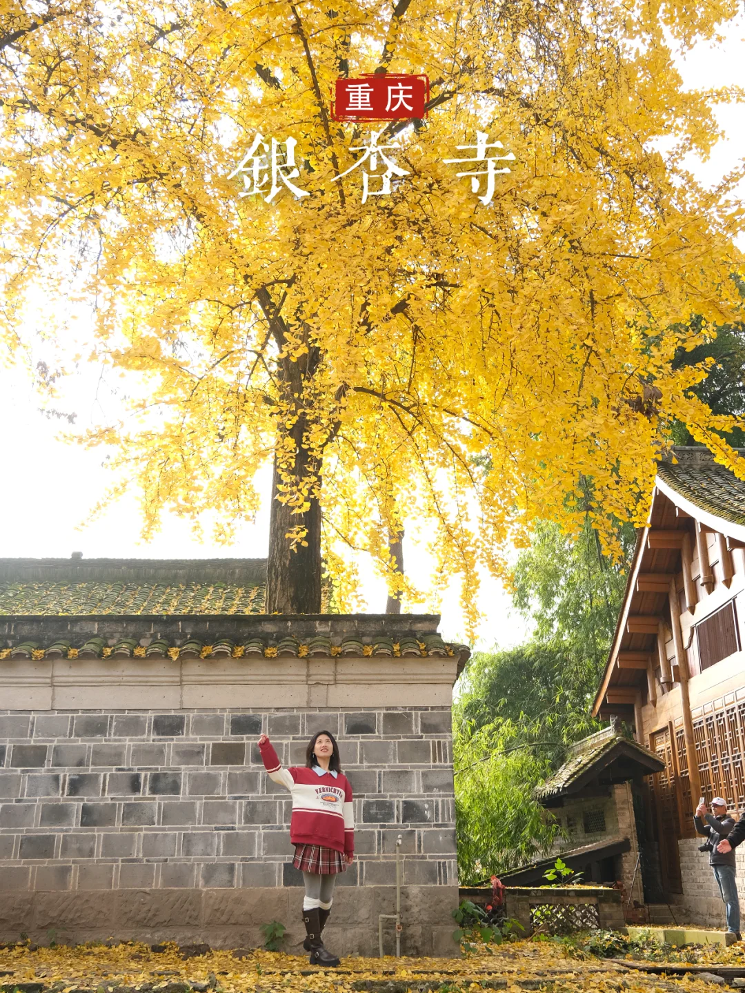 塔坪寺银杏浓度已到100%，还不赶紧冲