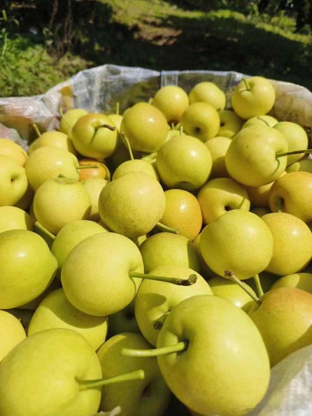 攀枝花小蜜梨🍐，酥、脆、甜。特别清爽，夏季一定要尝尝这个蜜梨，真的很好吃，一箱