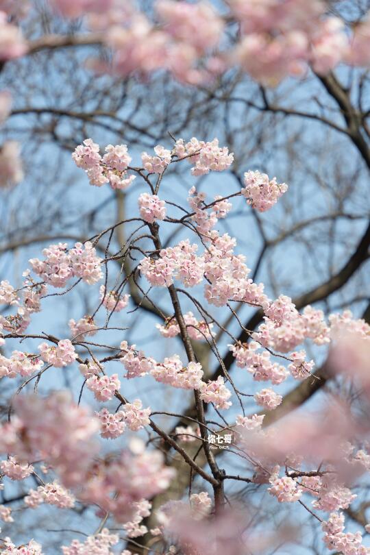 3.6实拍🌸市区最期待的早樱已上线‼️3地铁达