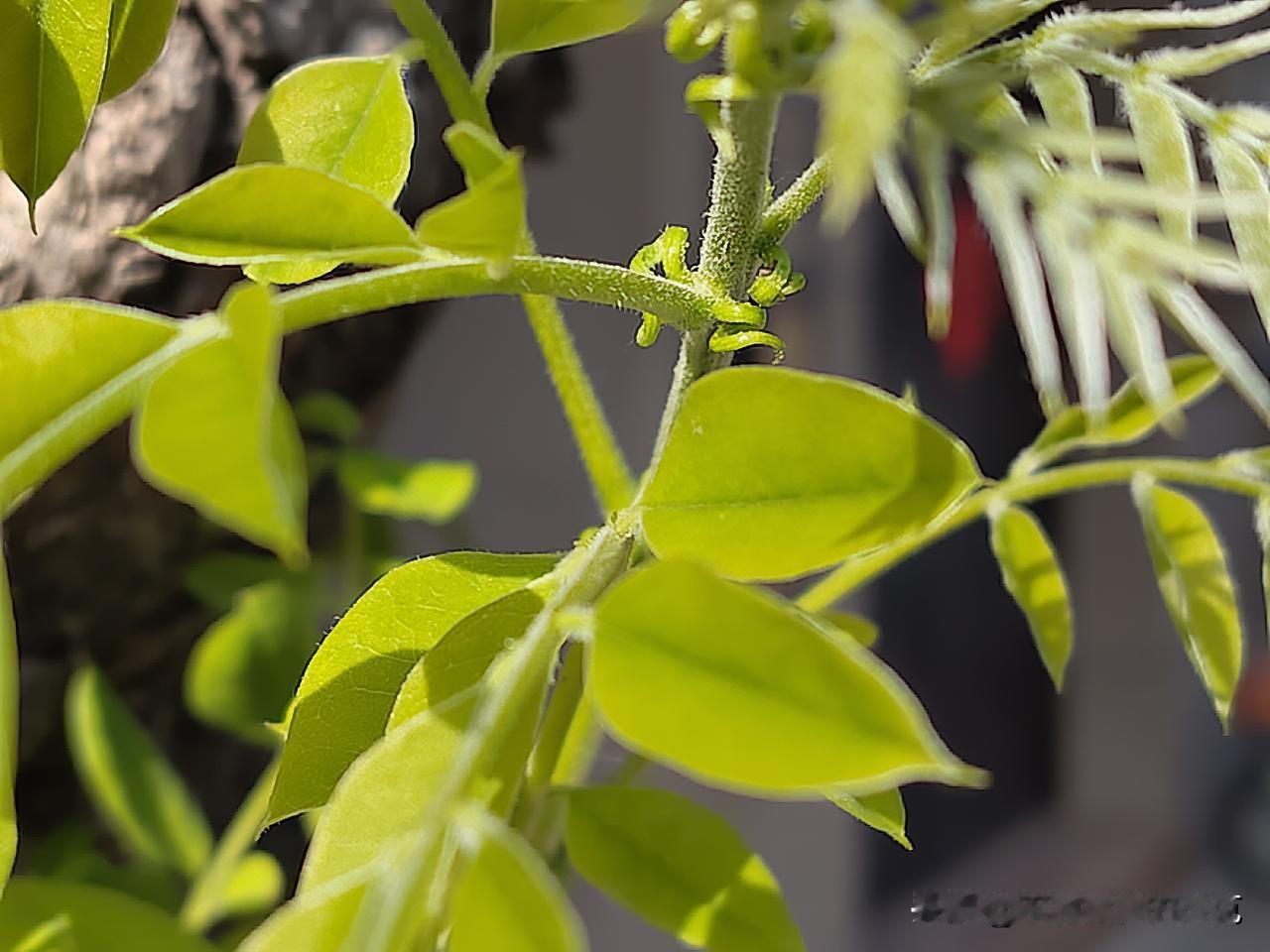 生机盎然
生机无限