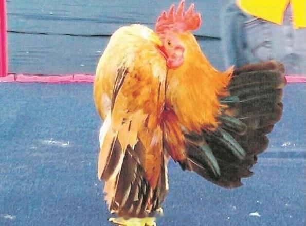 马来西亚有一种🐔，因为胸大，整个东南亚男人趋之若鹜咳咳，别想多，是吃的肉鸡（好