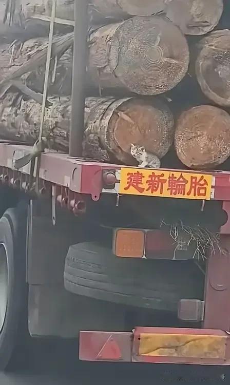 停车场里停着一辆拉木材的大货车，流浪猫妈妈观察了很久，觉得车厢上木材的缝隙里很安