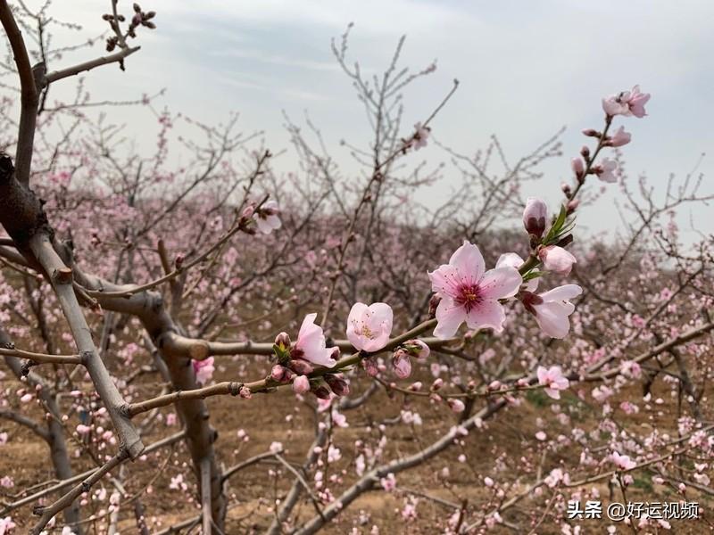 春日生活打卡季春天来了，桃花开满了树枝，那花辫很好看，让久久难以忘记。