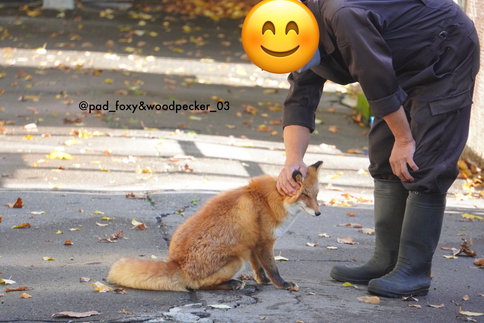 狐狸 工作人员检查狐狐的妙脆角©️pad_foxy 