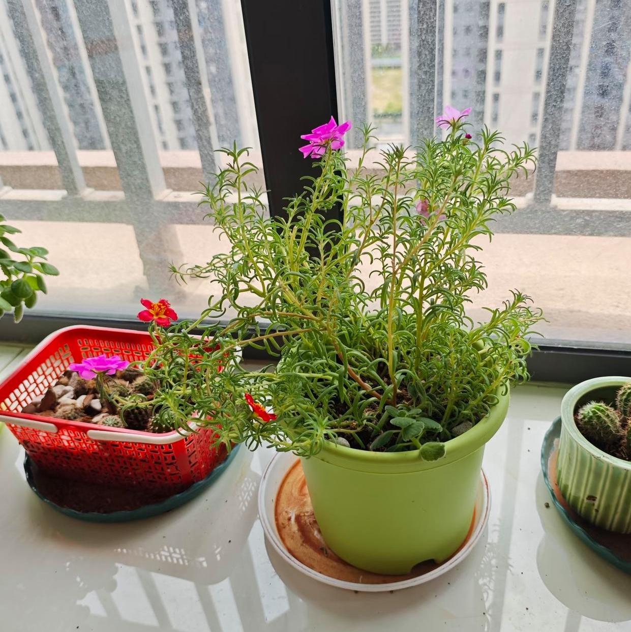 条件再好的对象，遇上这种婆婆要三思
 
外甥女谈的男友条件很亮眼，183的个子，