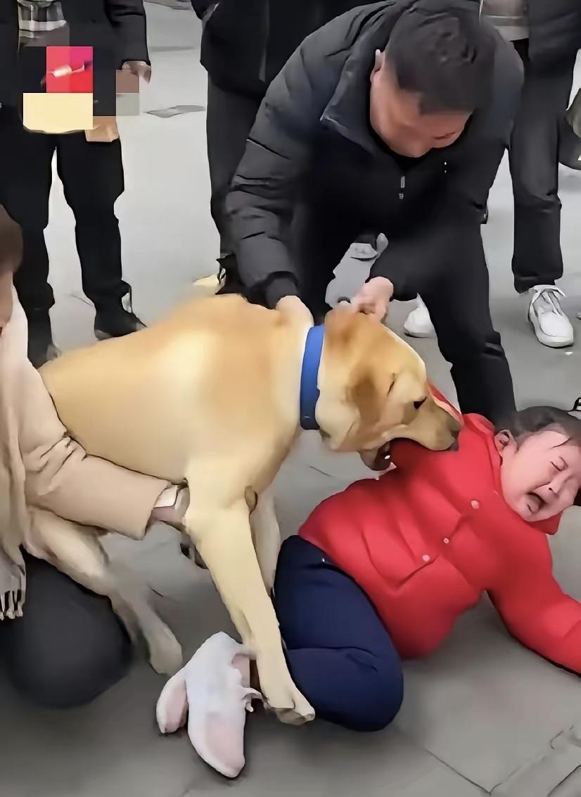 “我家的狗狗不咬人，是你家的孩子穿红色衣服吓着我家的狗狗了！”
