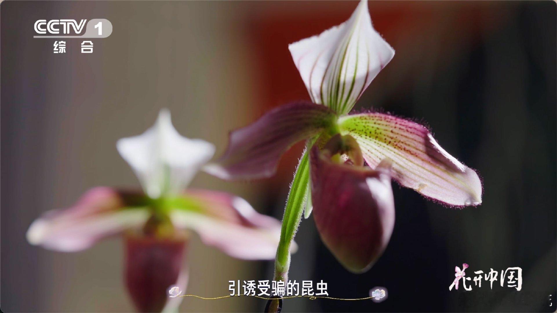 居然还有兰花长得像拖鞋原来花也很狡猾 有种兰花模样像拖鞋，它就是紫纹兜兰，授粉不