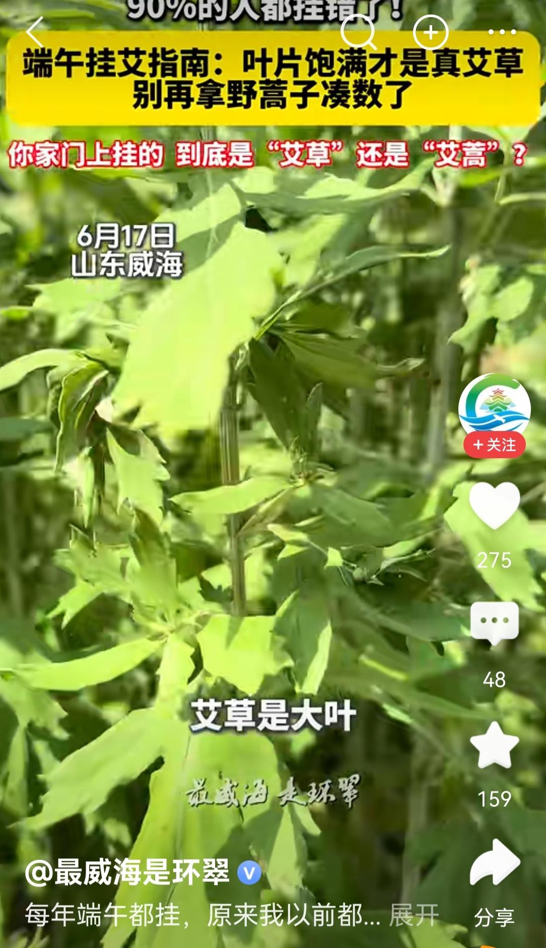 你家门前挂的到底是艾草还是艾蒿？每年端午节我们都以为挂的是艾叶，直到现在才发现原