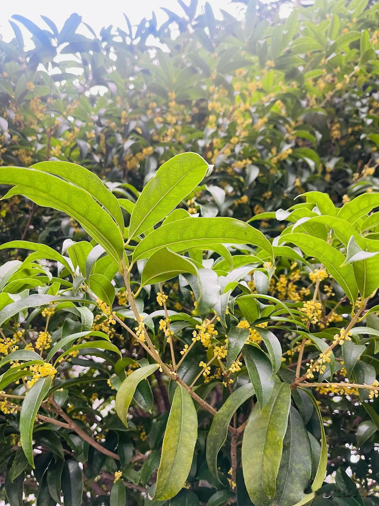 今天逛公园，一进园就被这股甜香裹住了——抬头瞅，满树都是这小黄花！

这就是桂花