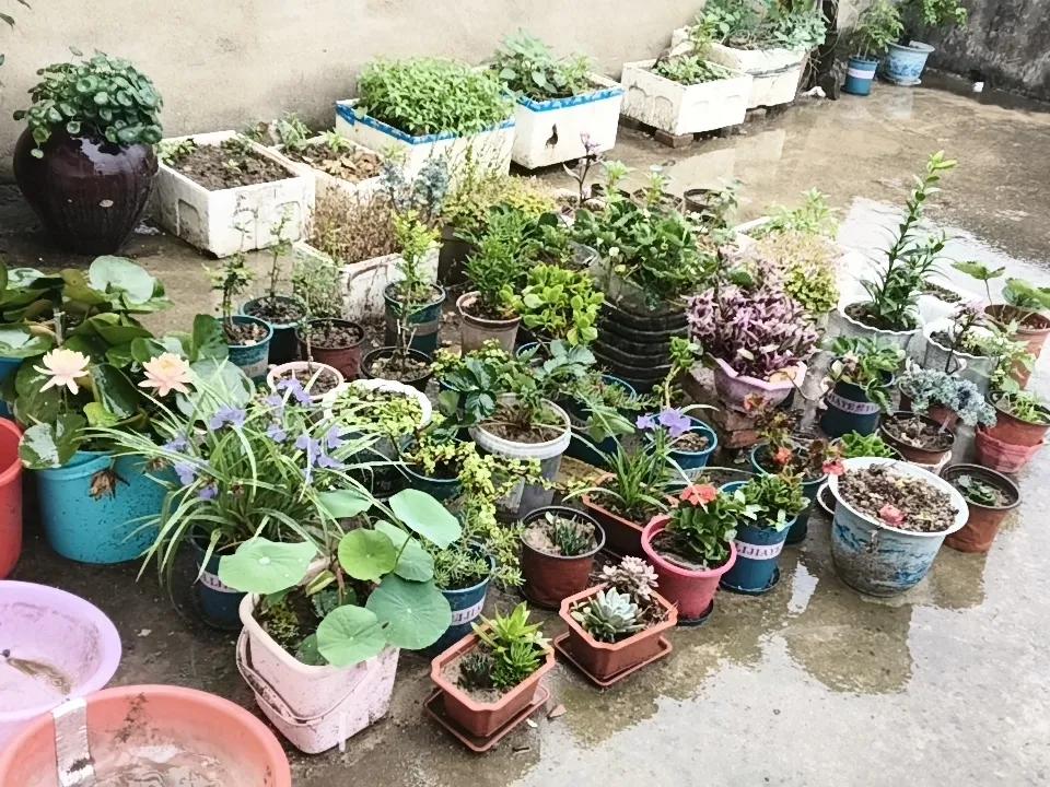 雨水绵绵，花开不断，更加娇艳！
但听着雨点敲打，心里隐隐产生一丝怜爱。