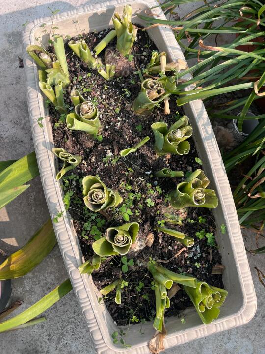 麻烦大家帮我数数生了多少个球！