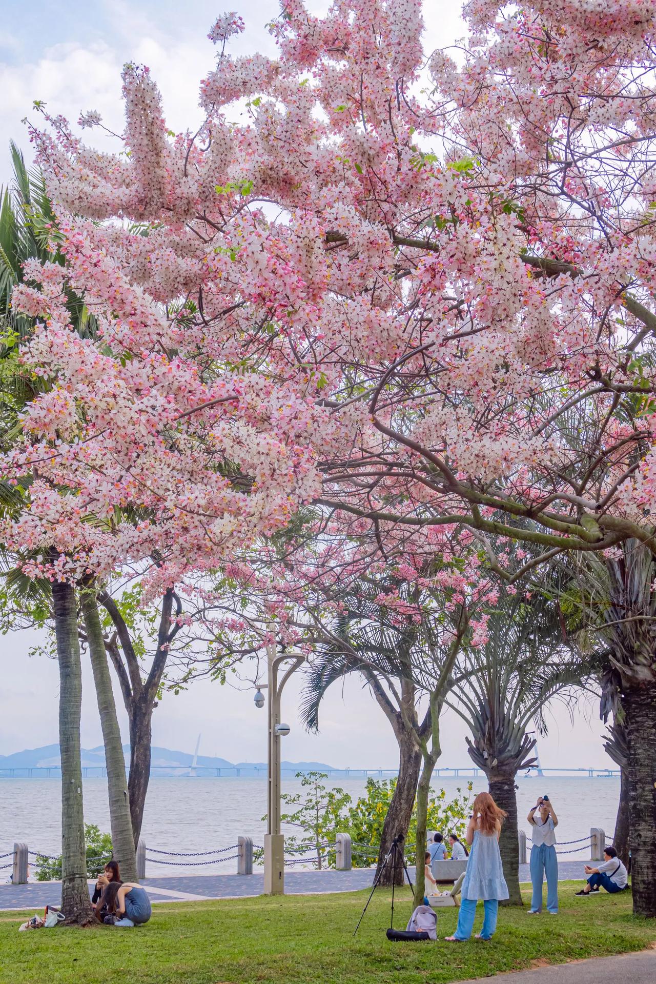 【地铁直达！深圳海边樱花盛开了！】
深圳湾海边的泰国樱花🌸盛开啦！深圳湾几棵花