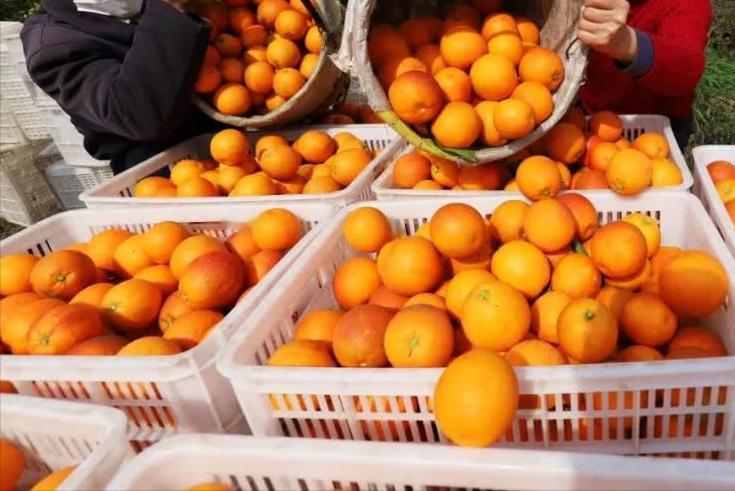 在重庆市万州区、开州区、云阳县等渝东北地区，流传着一句民谣：“开县的桔子，云阳的