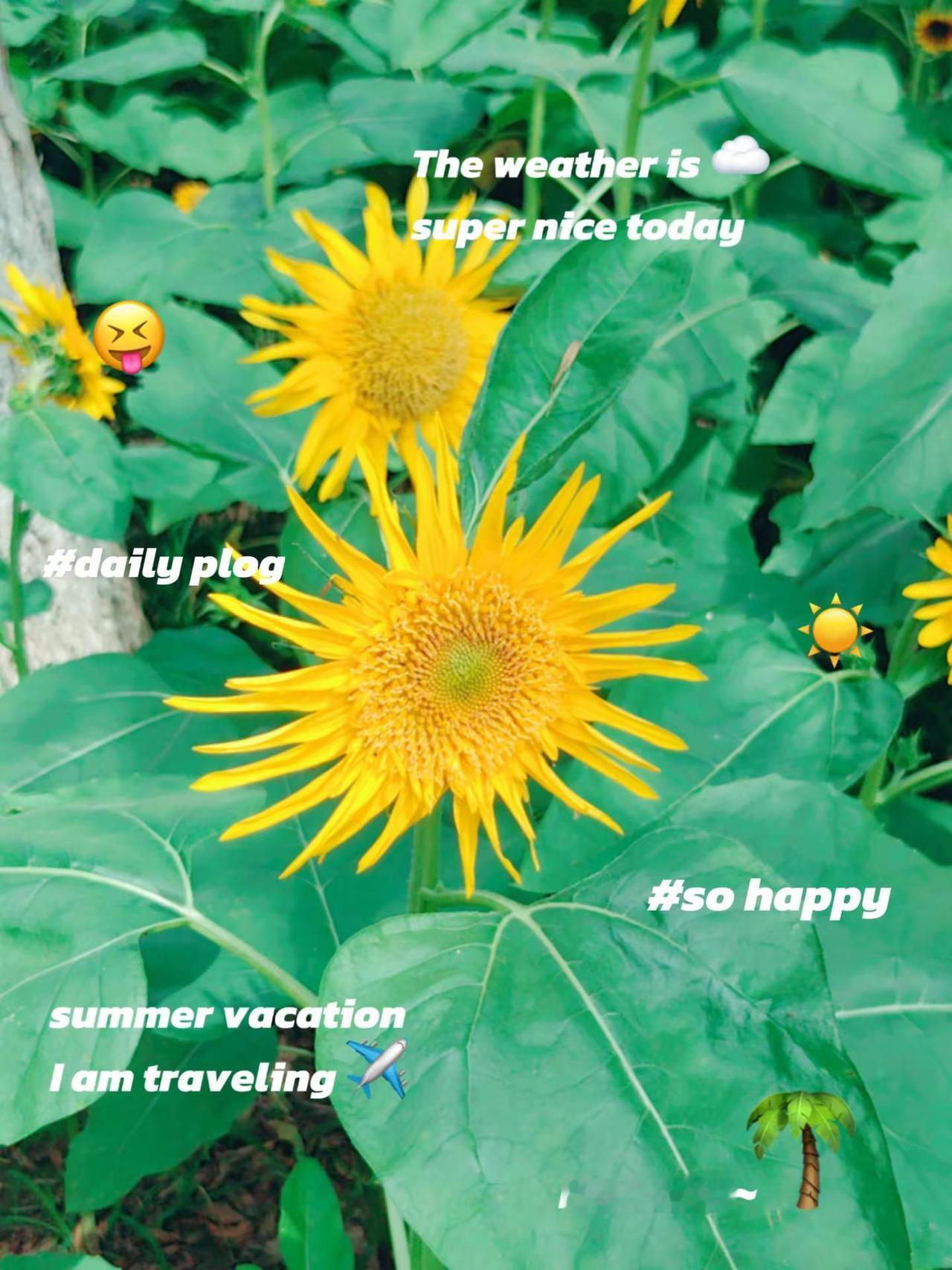 向日葵 向日葵花海打卡 马上入川蜀你好玩 自然 自然植物记录