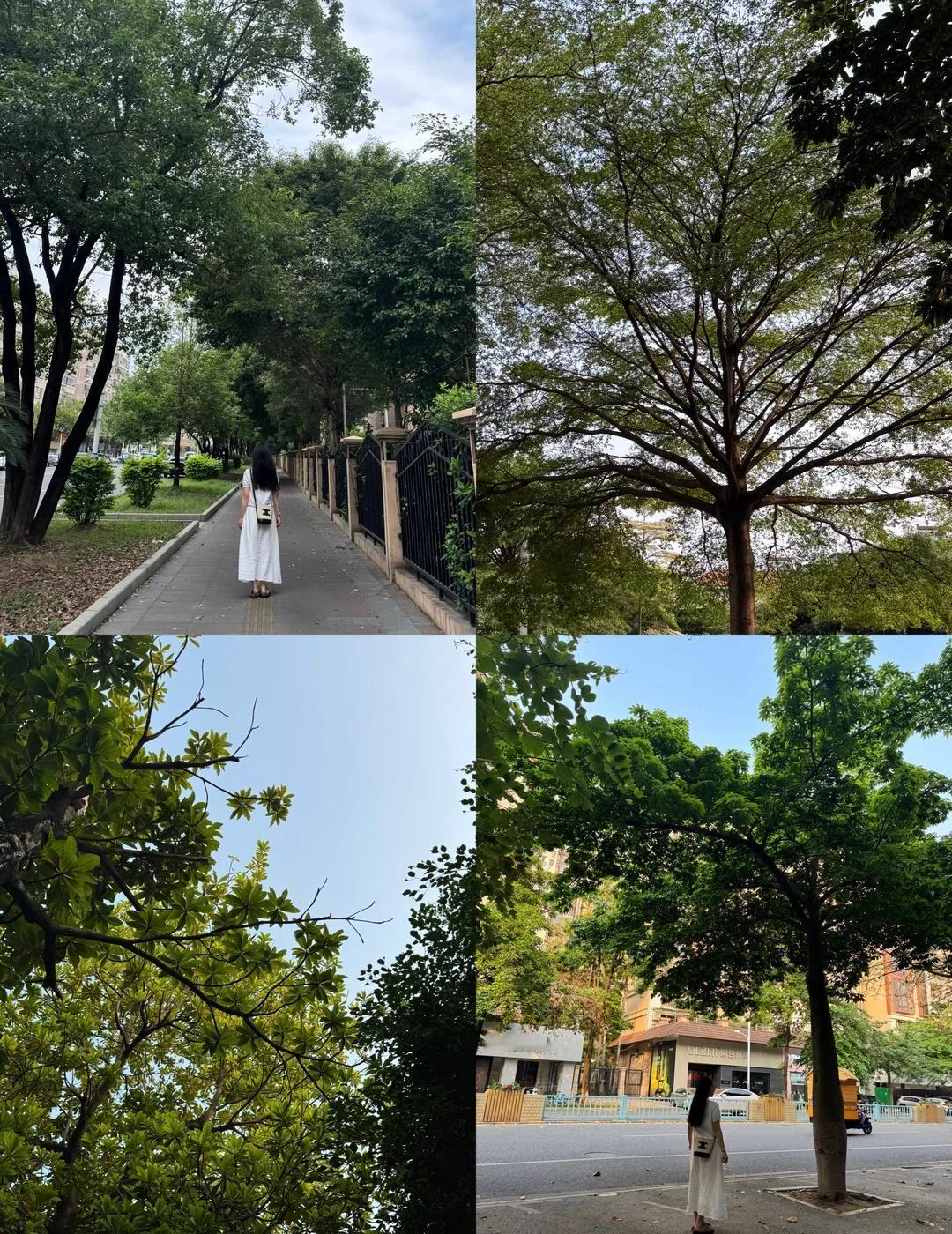 🌿 慢下来
走在满是绿意的街道里
风裹着草木的清香
连影子都变得松弛又温柔
树