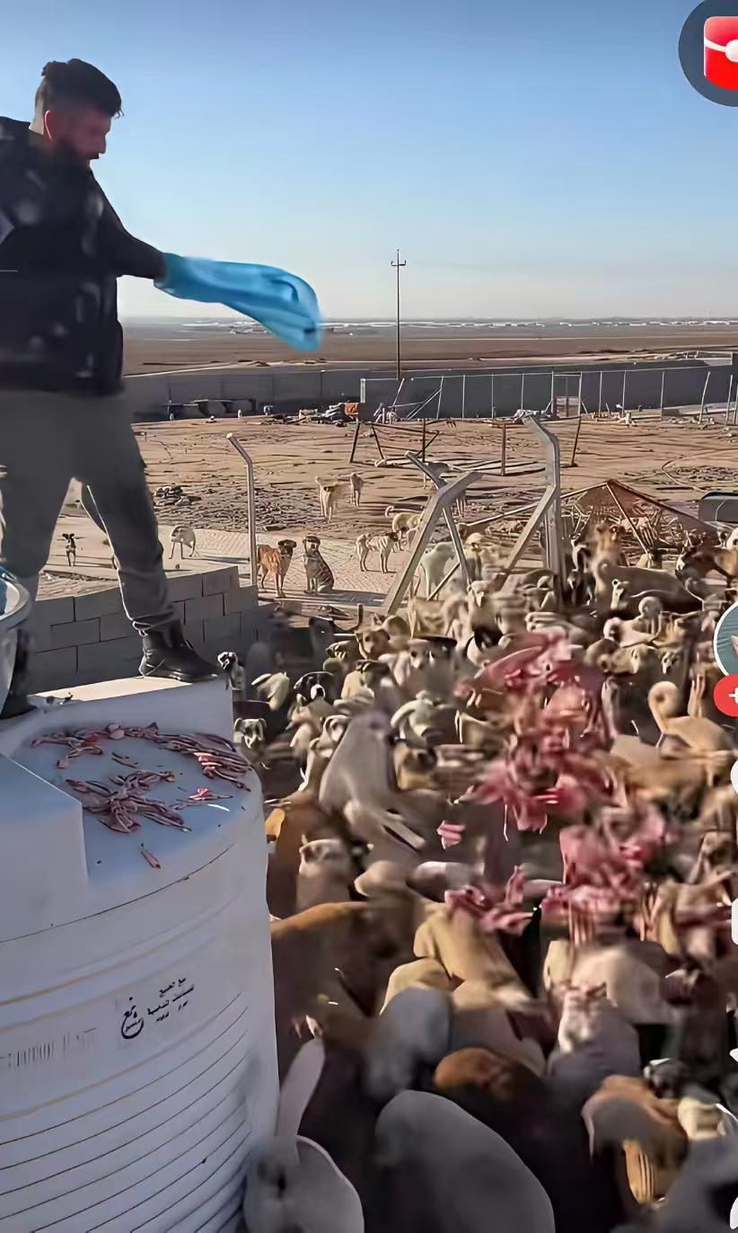 意义何在，请看下图，放归大山，与狮子，老虎为伴，恢复狗的野性。他们骗流量，骗捐款