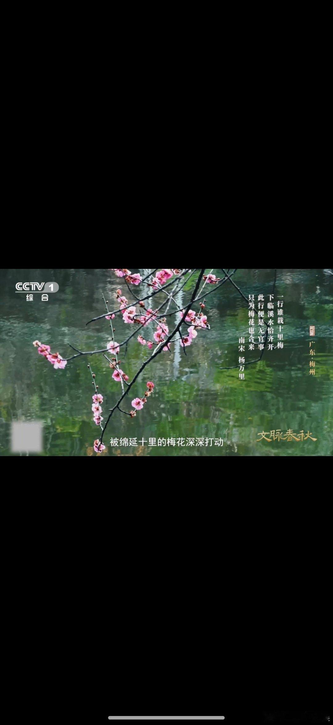 广东千年古梅树至今仍开花八百多年前杨万里为梅州梅花写诗 一花开越千年事！广东潮塘