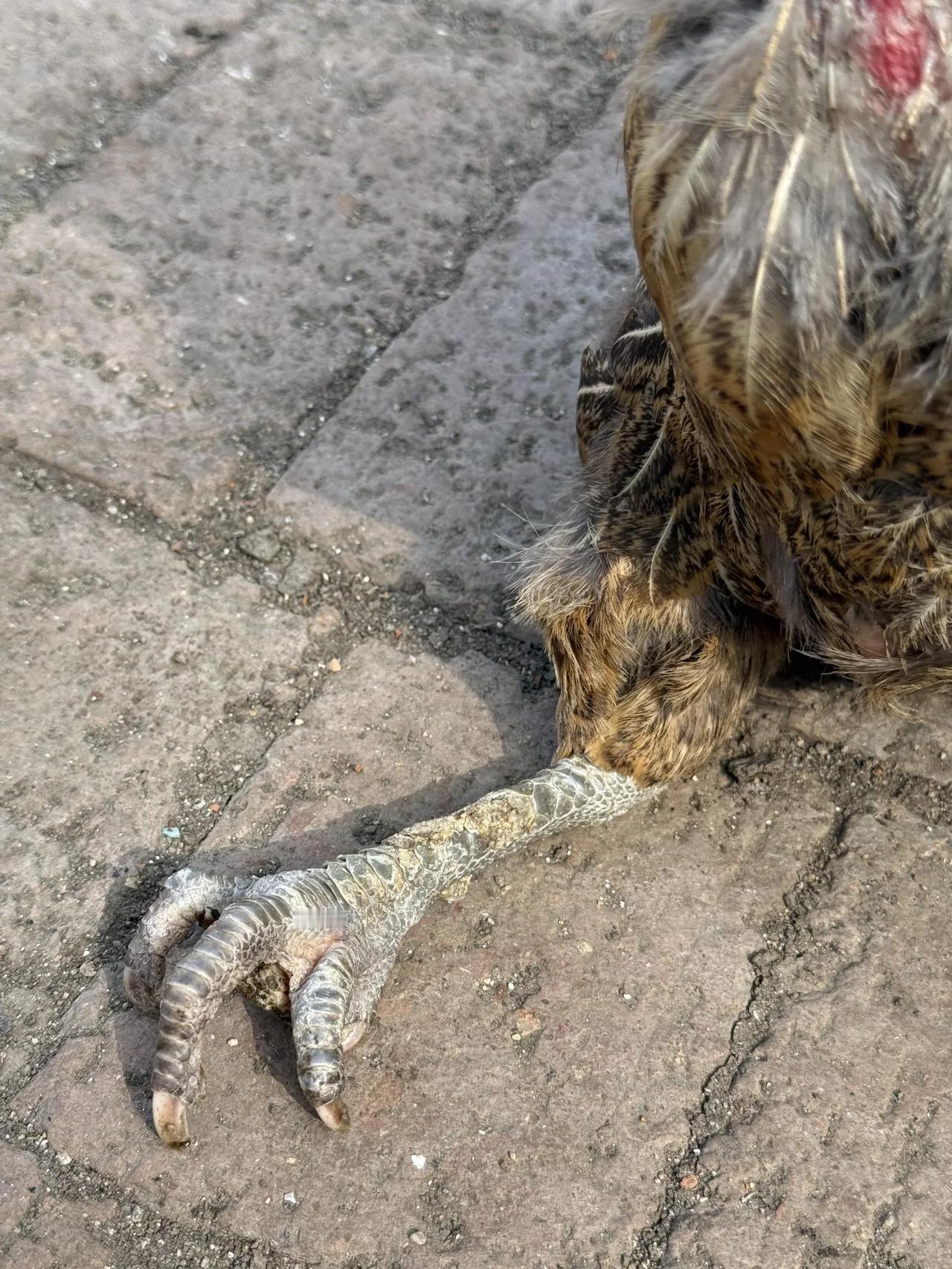 5年老母鸡，7年老母鸡，熬汤绝了
你有多少年没有遇到这么老的，老母鸡了，一方水土