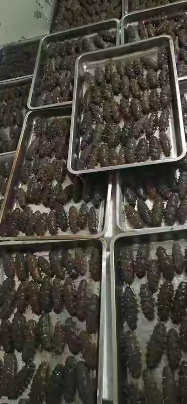 海参行业的长久之道：海南丹叔深耕北方产区，守好品质才是根本
 
我是海南丹叔，深