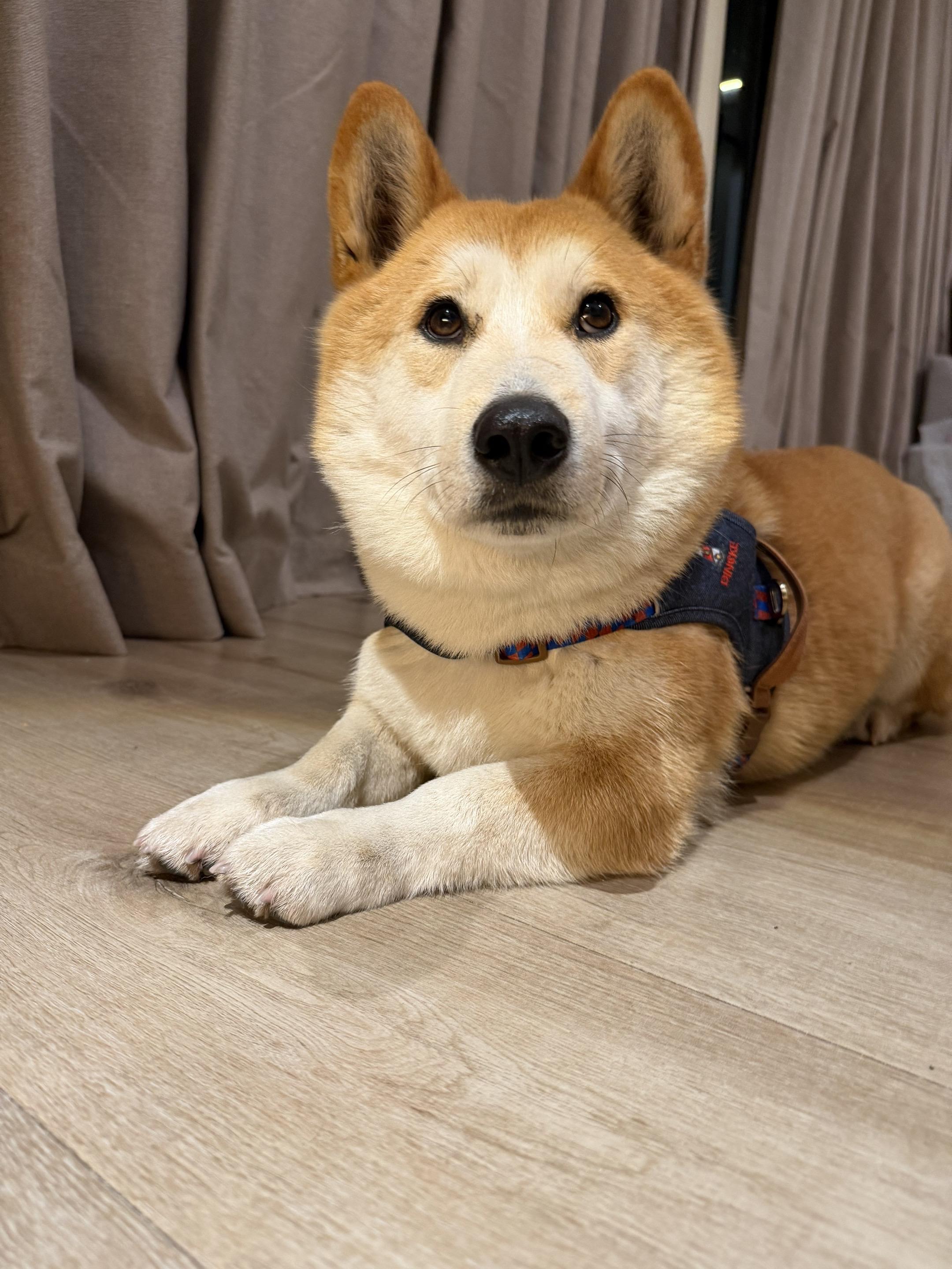 这几天的照片合集