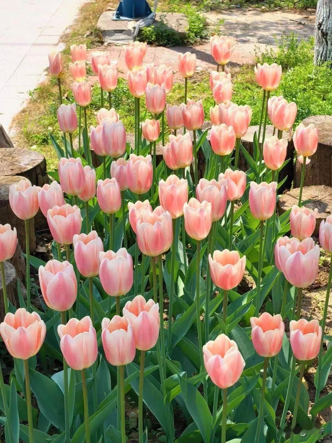 又是郁金花开的季节，公园里那一片片的郁金香美得让人移不开眼。粉色的郁金香宛如娇羞