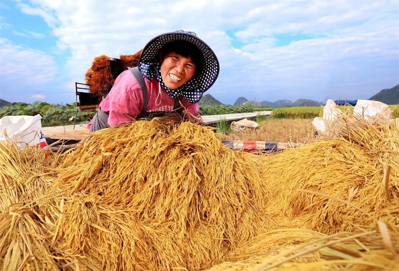 秋高气爽朗朗天
稼禾馨香满田园
收割机械隆隆响
丰收喜讯笑声传