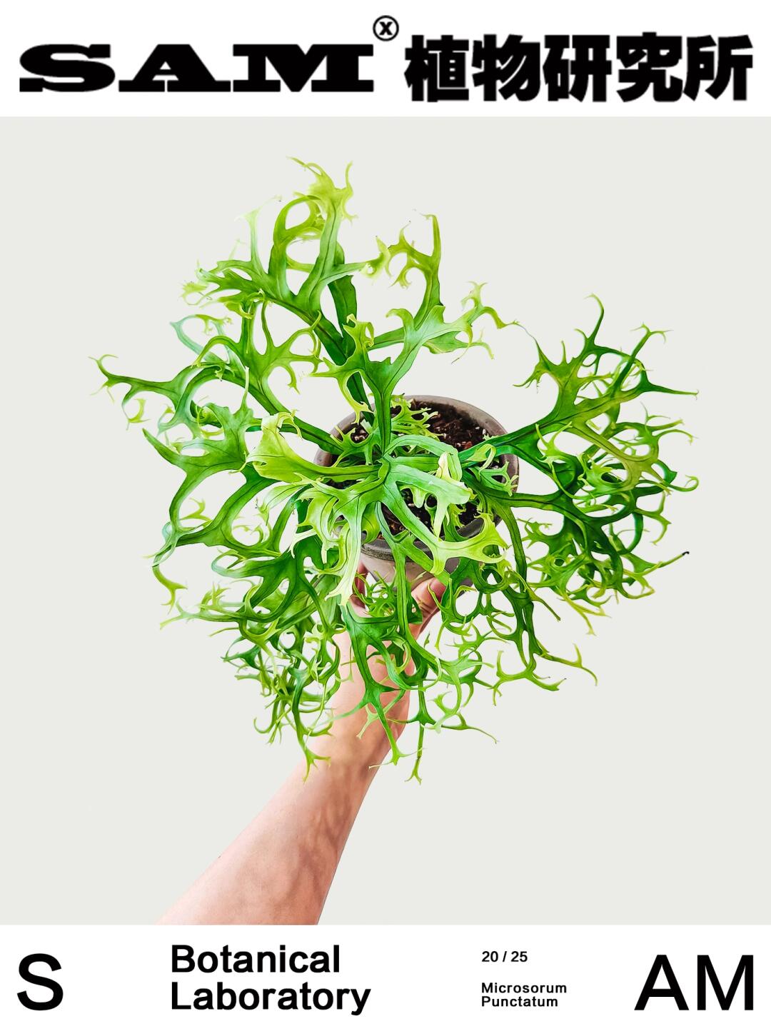 缀化星蕨｜Microsorum Punctatum.