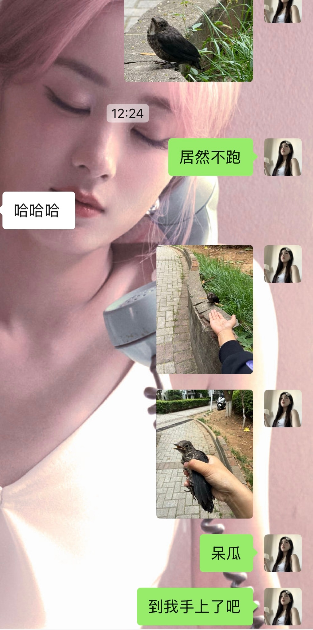 不好这个小鸟赖上我了 前几天差点就被一个猫赖上 一直蹭我屁股跟着我[允悲][允悲