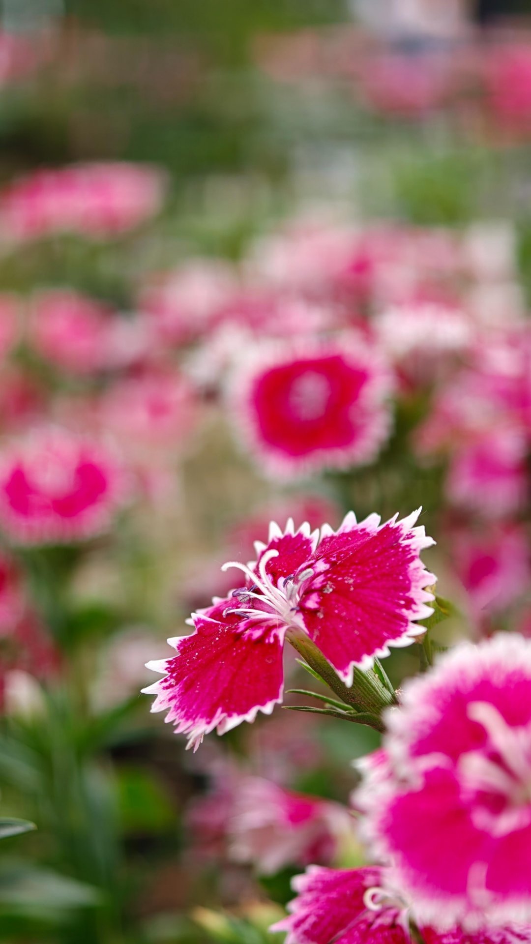 赶在夏天来临之前 colorwalk偶遇春天石竹花开得热烈又温柔，细碎的花瓣层层