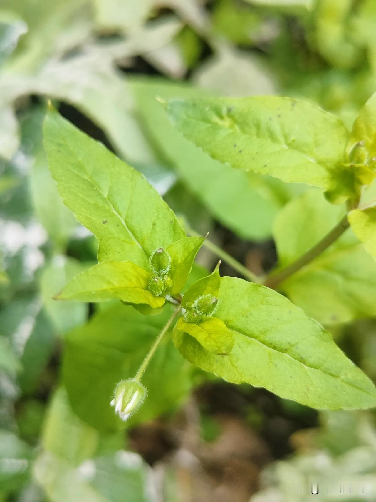 日常植物分享如果你的菜园里也有这种草，那你千万别把它当杂草了，在那个缺乏粮食的的