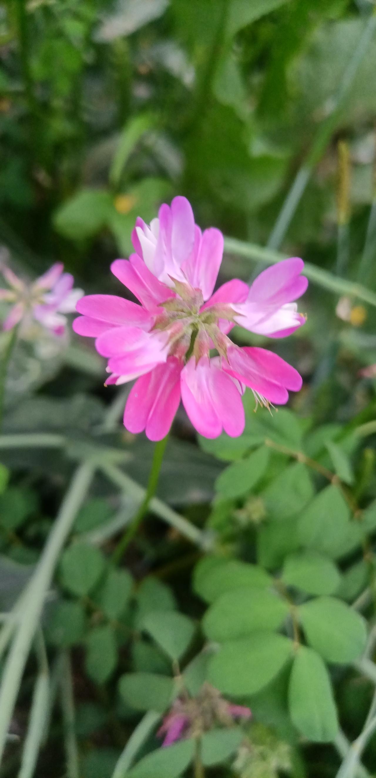 【春之韵·陌上花开春意浓】春日生活打卡季

踏春·赏春
诗／羌笛乐声

漫步田野