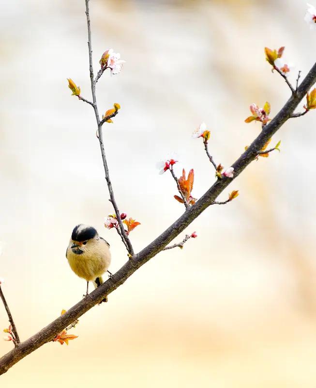 春韵
东君送暖着新妆，烟柳垂波钓夕阳。
桃李竞妍蜂蝶戏，燕莺穿柳鹭鸥翔。
一湾碧