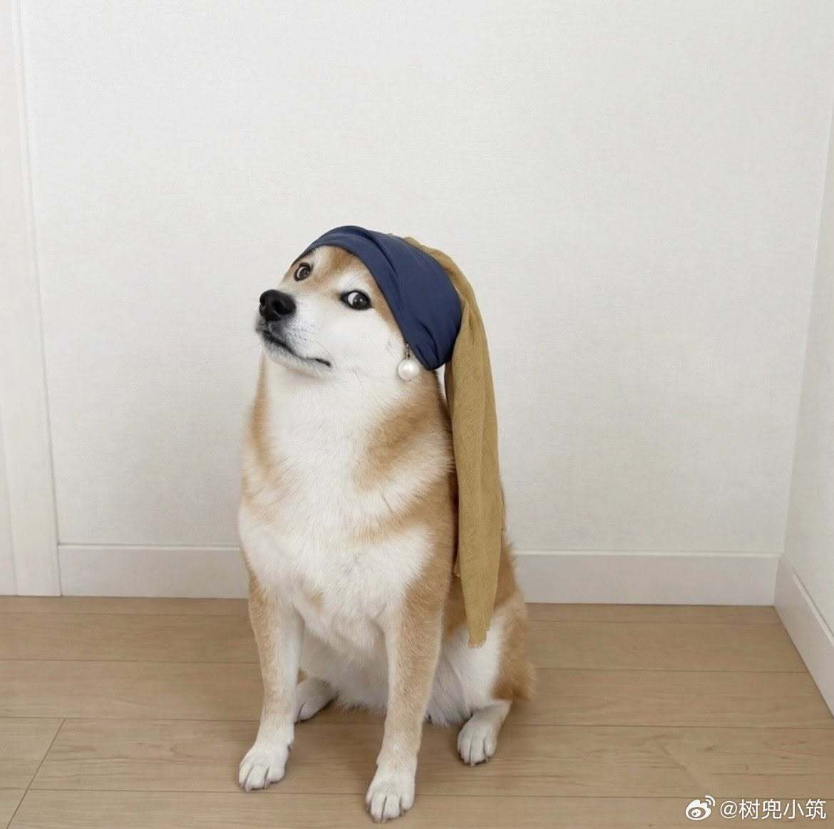 【 戴珍珠耳环的柴柴 】 