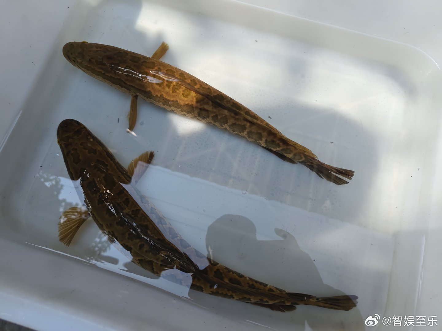 水面风平浪静也好，风兴浪作也罢，都不如水下精彩。如盯手机电脑电视三屏看百态，都不