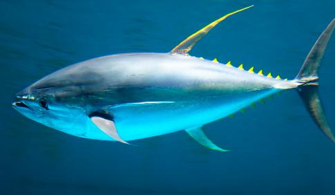 金枪鱼一生都在游泳，一小时狂飙80公里，因为它一停下来，就等同于结束了自己的生命