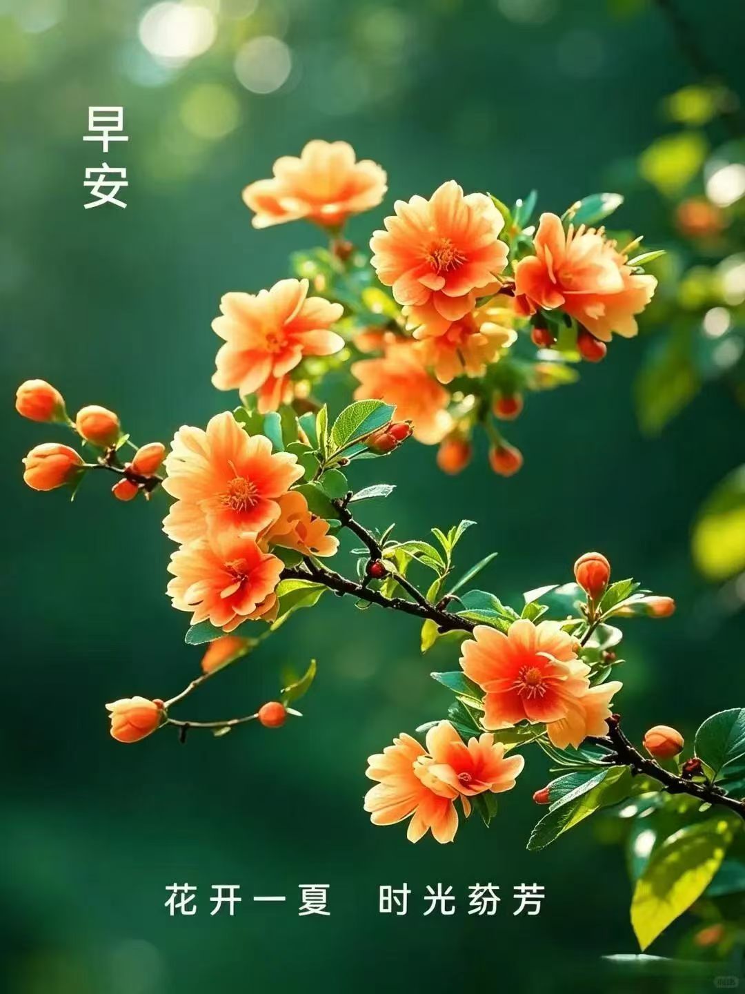 分享图片 