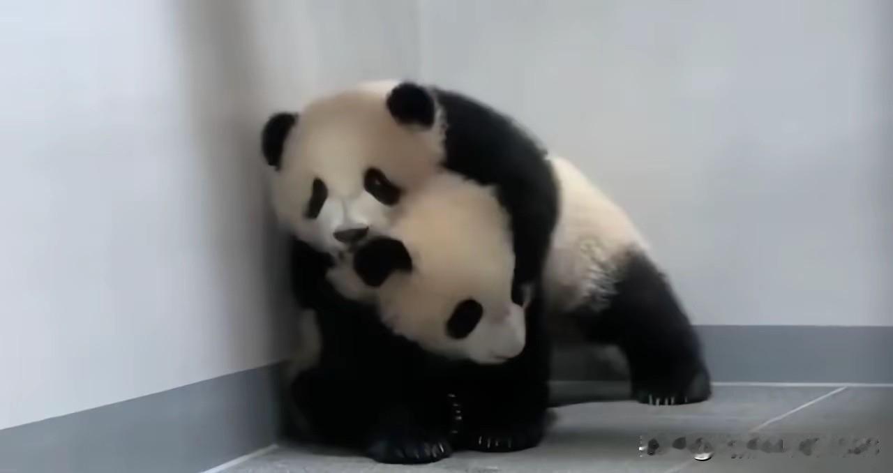 日本人为何超喜爱大熊猫，其实除了各种“萌宠”文化意涵，有一点不要忘了，日本是“动