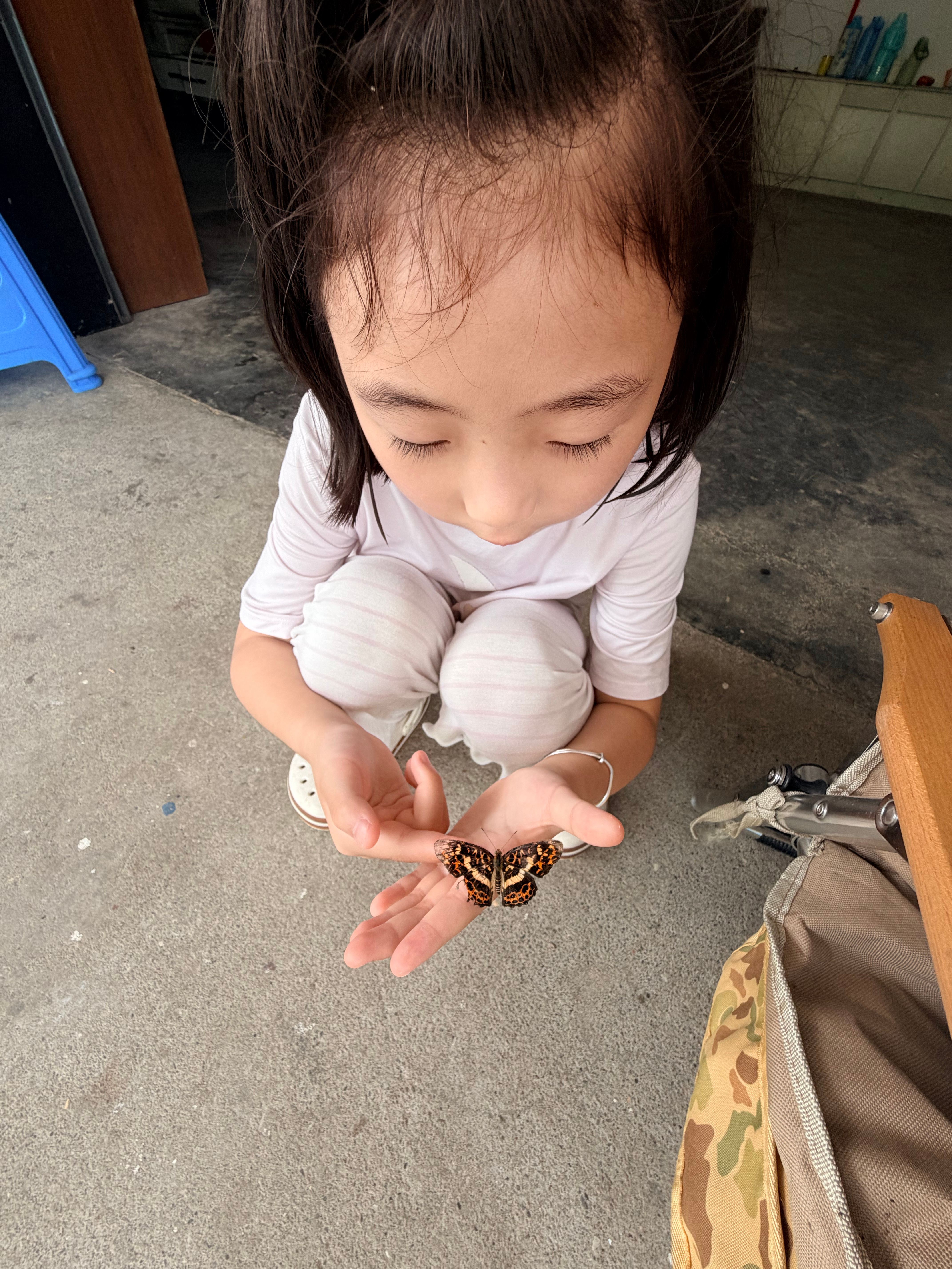 和蝴蝶玩了很久了 