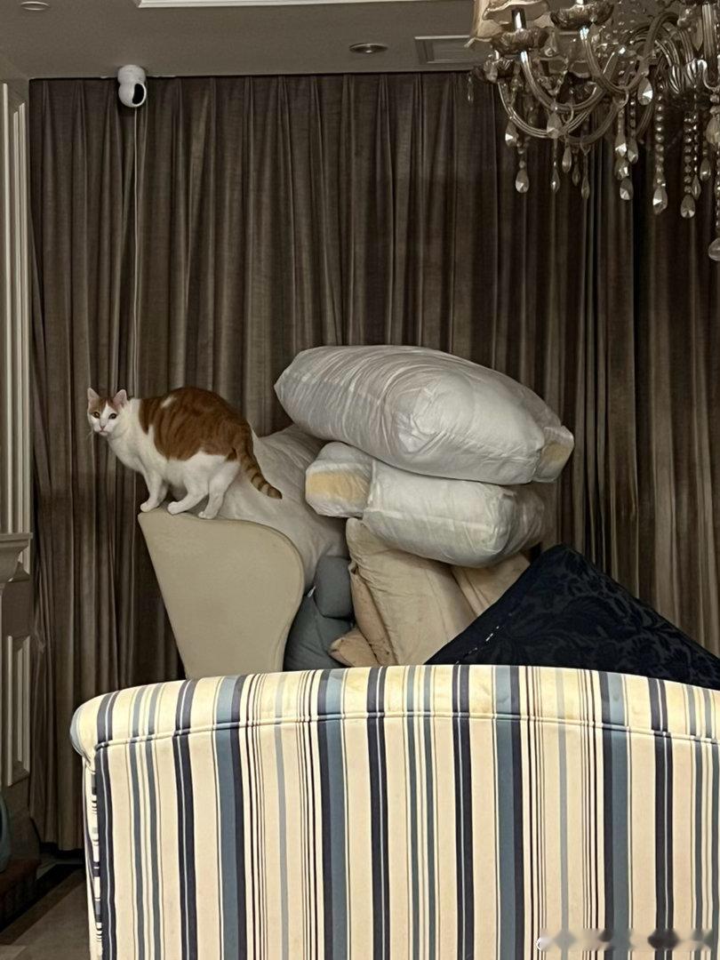 比山还高的工作，猴猴辛苦你了，再加个夜班吧[苦涩] ​​​