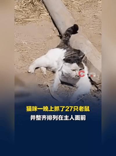 这猫是“灭鼠战神”吧！一晚抓27只老鼠摆主人面前邀功
 
5月13日发布的一则视