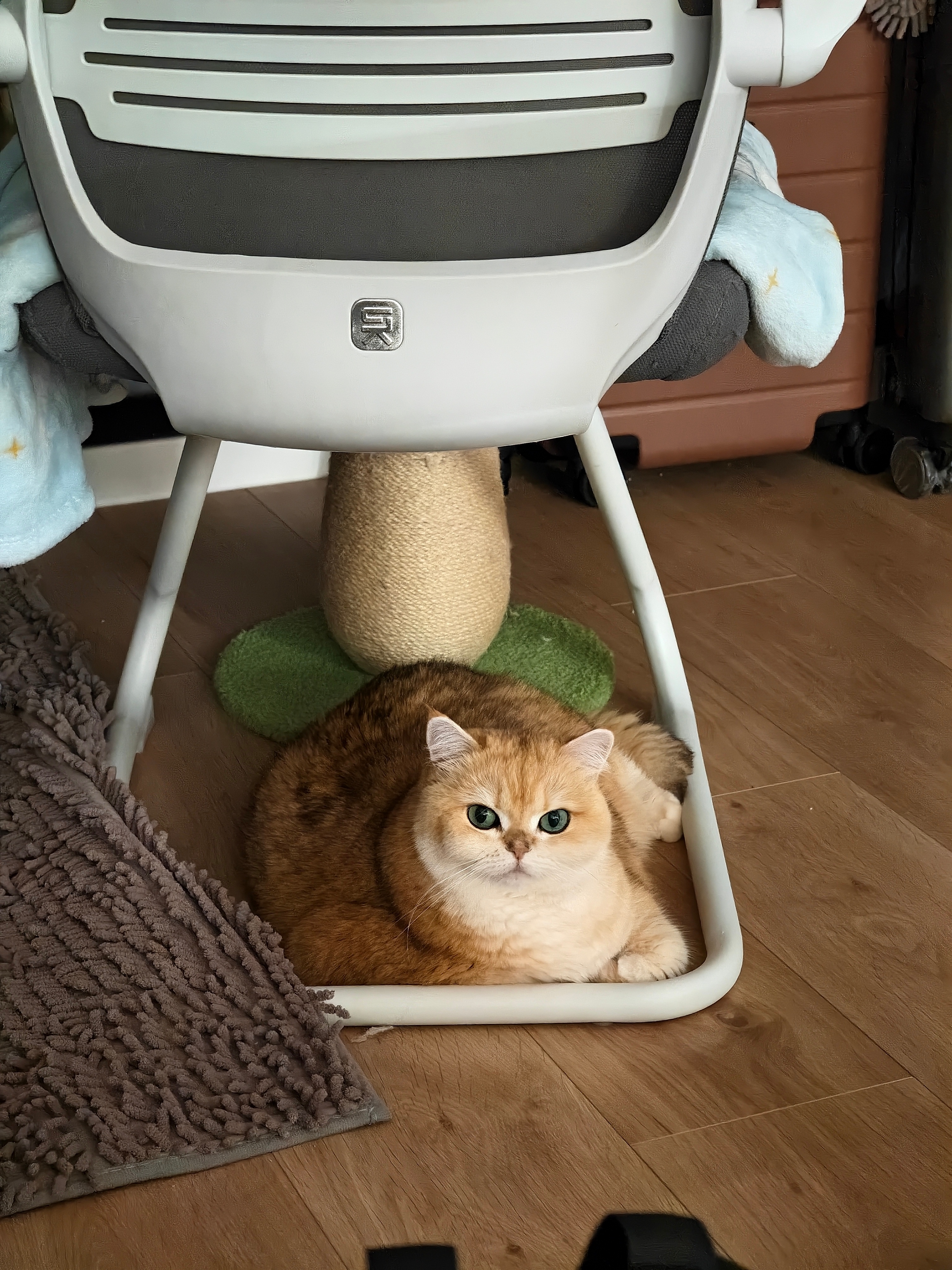 这有一头昏倒的毛绒小猪！菇冬怎么肥四