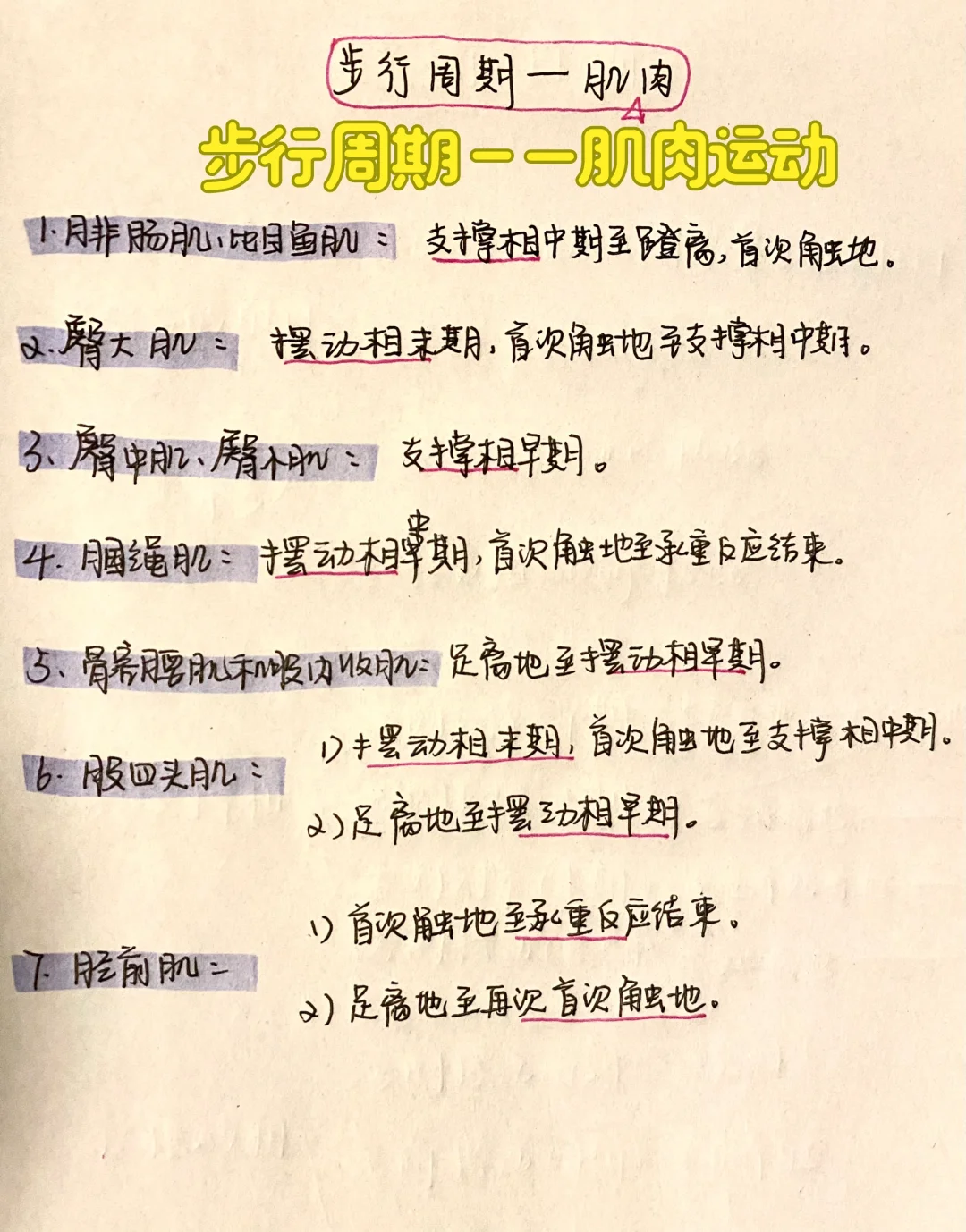 步行周期—肌肉运动