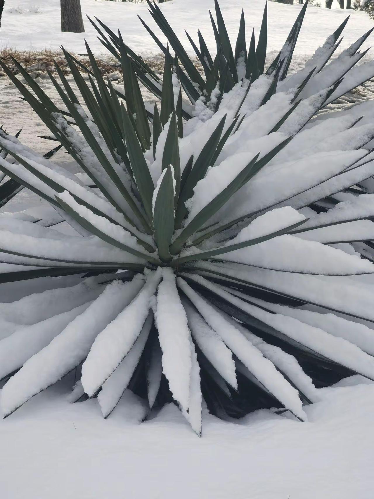 白雪与绿叶的拥抱。