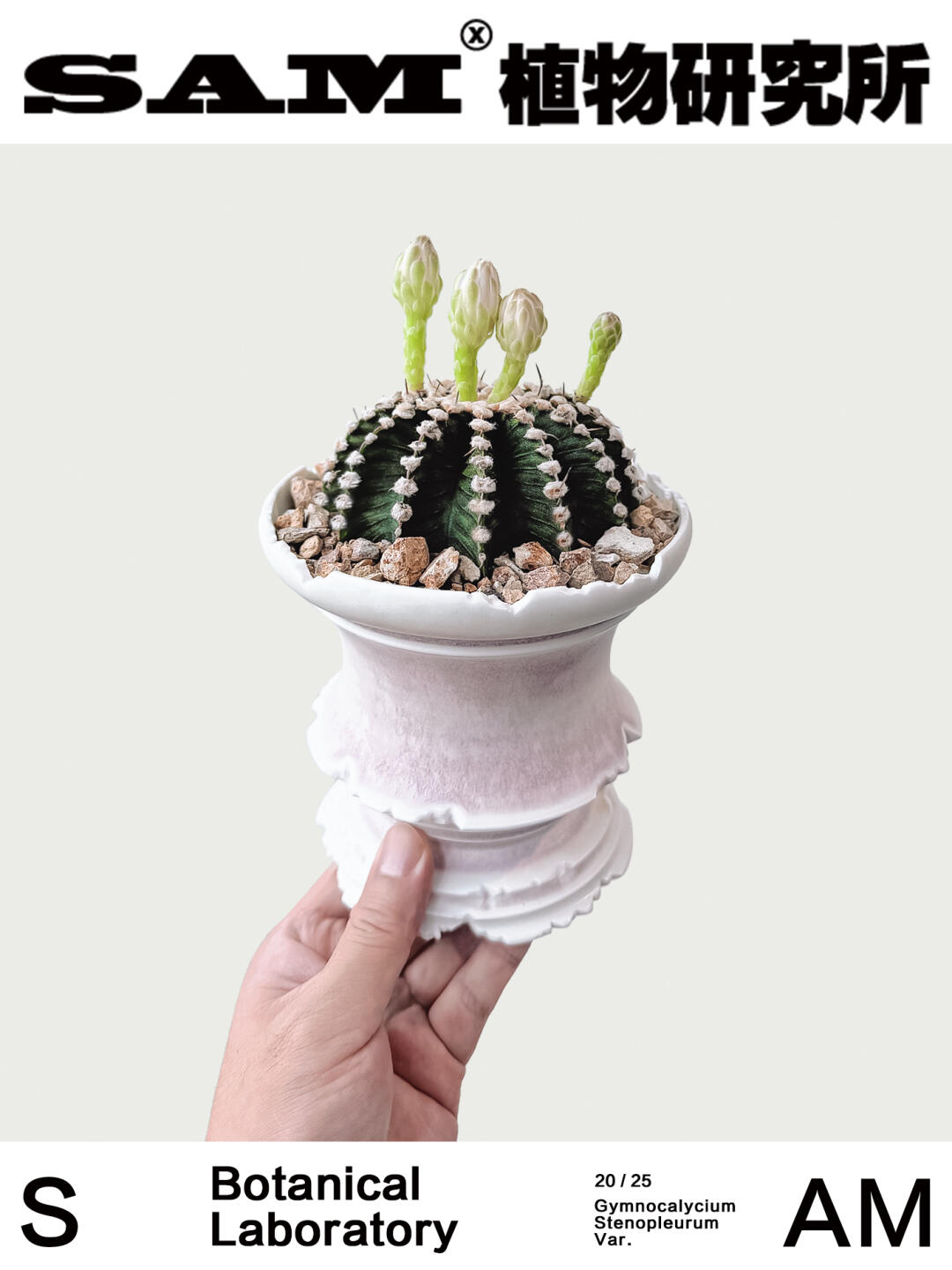 高绒毛肋骨牡丹｜Gymnocalycium Stenopleuru