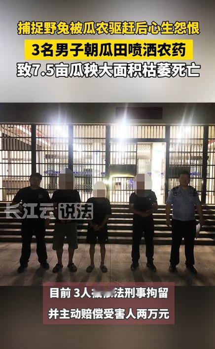 心肠太歹毒了！湖北武汉，3名男子夜间到瓜田抓野兔，被瓜农发现后赶走。谁料他们竟怀