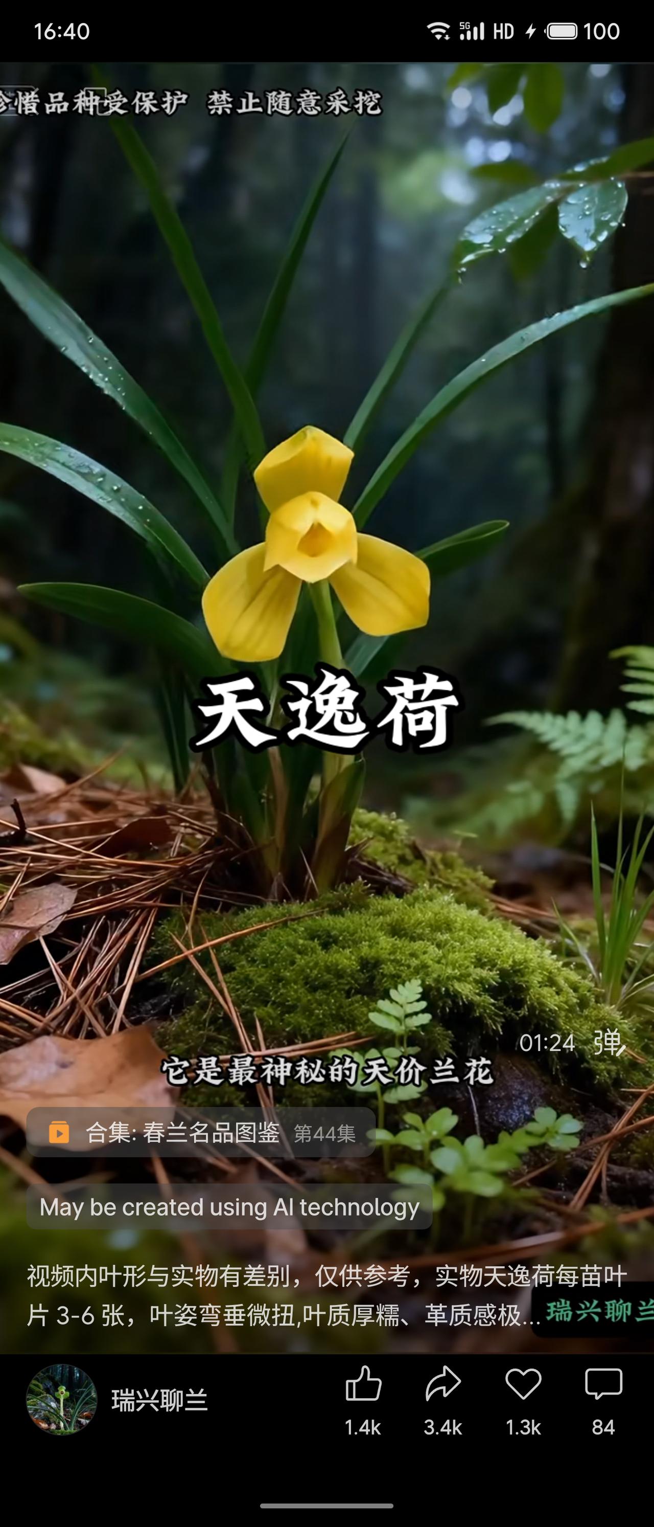 晒图笔记大赛天逸荷，黄色荷瓣兰花，生长于苔藓松针间，叶姿优雅。被称为“天价兰花”