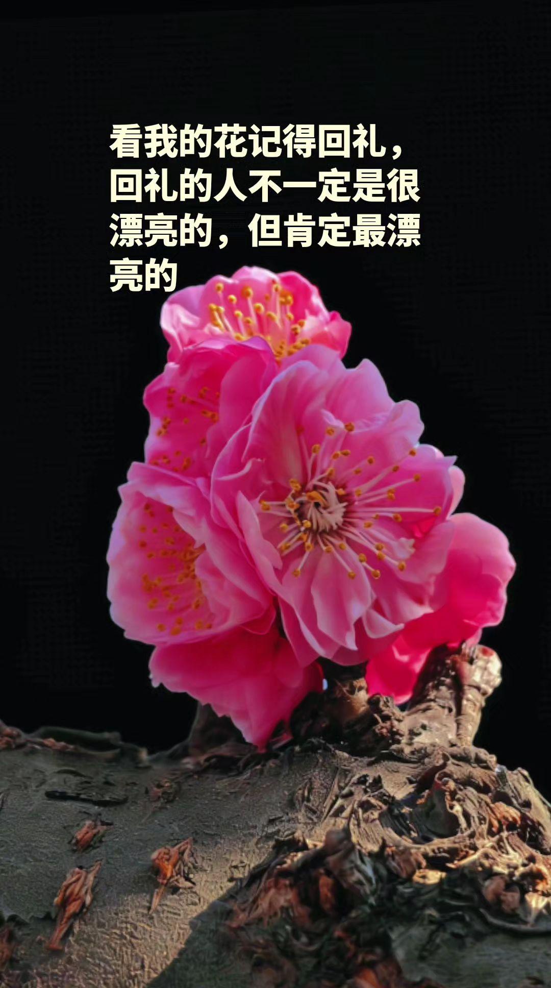 一首歌一首回忆 创作者中心 创作灵感 真实生活分享计划玩法达人计划 看别人的视频