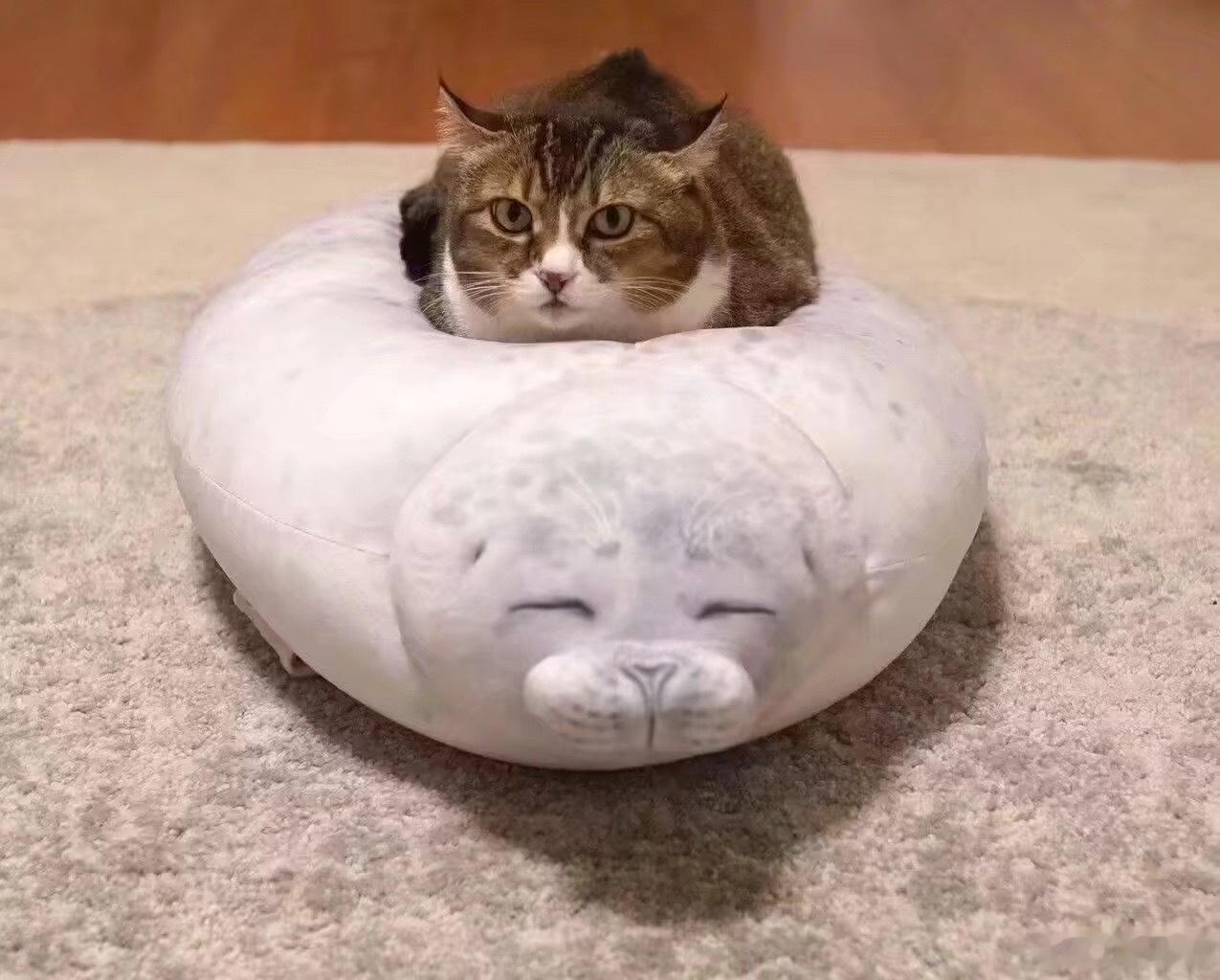 给猫咪买了海豹抱枕之后，猫猫趴在上面的表情逐渐豹化 
