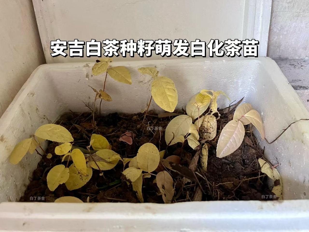 安吉白茶的群体种后代，做个生长记录。
我的安吉白茶种籽茶苗，长出来就是白叶子的，